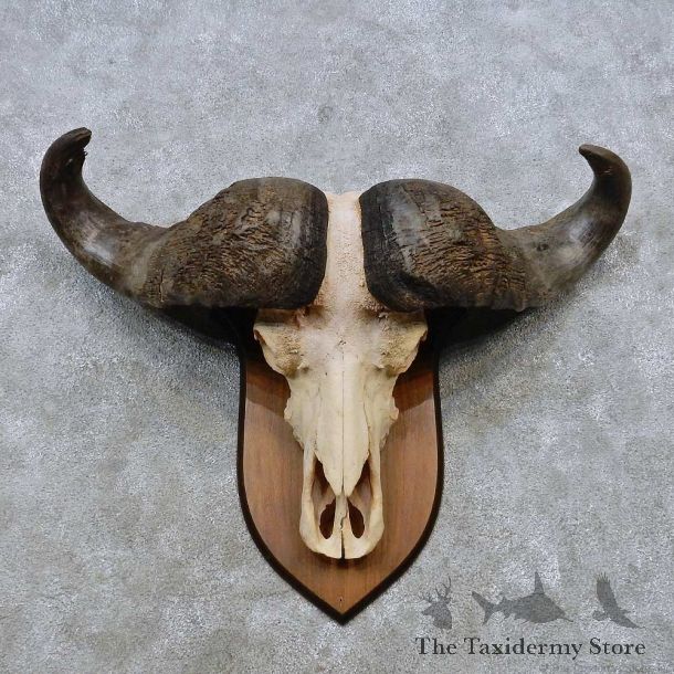 Cape Buffalo Skull European Mount For Sale #14534 @ The Taxidermy Store