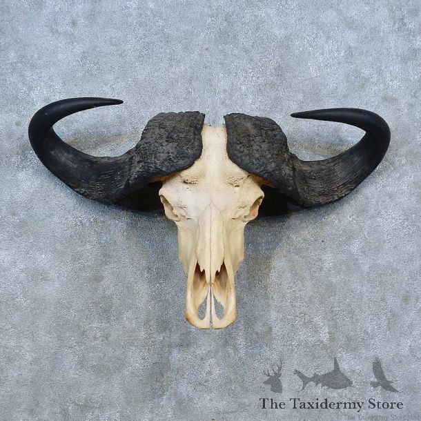Cape Buffalo Skull European Mount For Sale #15342 @ The Taxidermy Store