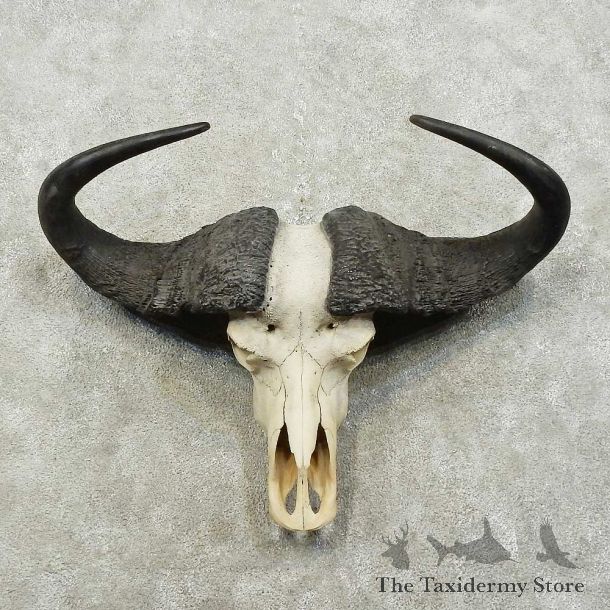 Cape Buffalo Skull European Mount For Sale #15816 @ The Taxidermy Store