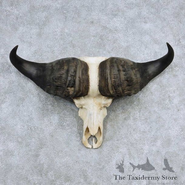 Cape Buffalo Skull Horns Mount For Sale #13903 For Sale @ The Taxidermy Store