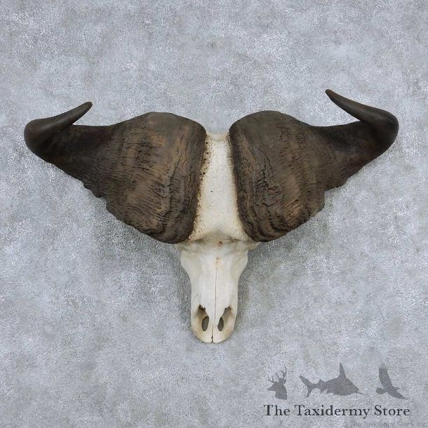 Cape Buffalo Skull Horns Mount For Sale #13904 For Sale @ The Taxidermy Store
