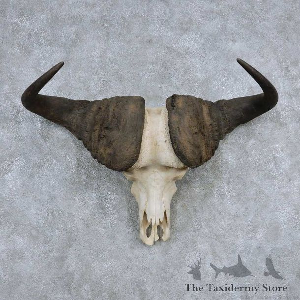Cape Buffalo Skull Horns Mount For Sale #13905 For Sale @ The Taxidermy Store