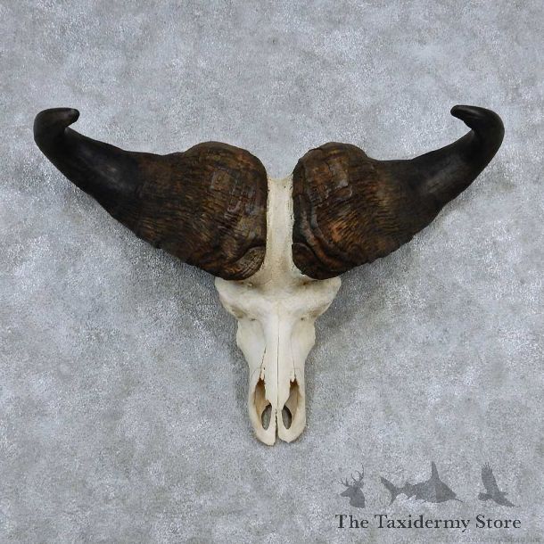 Cape Buffalo Skull Horns Mount For Sale #13906 For Sale @ The Taxidermy Store