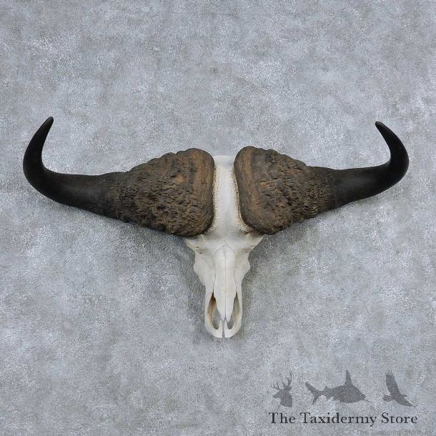 Cape Buffalo Skull Horns Mount For Sale #13908 For Sale @ The Taxidermy Store