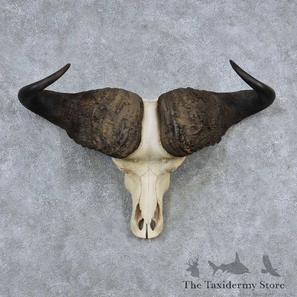 Cape Buffalo Skull Horns Mount For Sale #13909 For Sale @ The Taxidermy Store