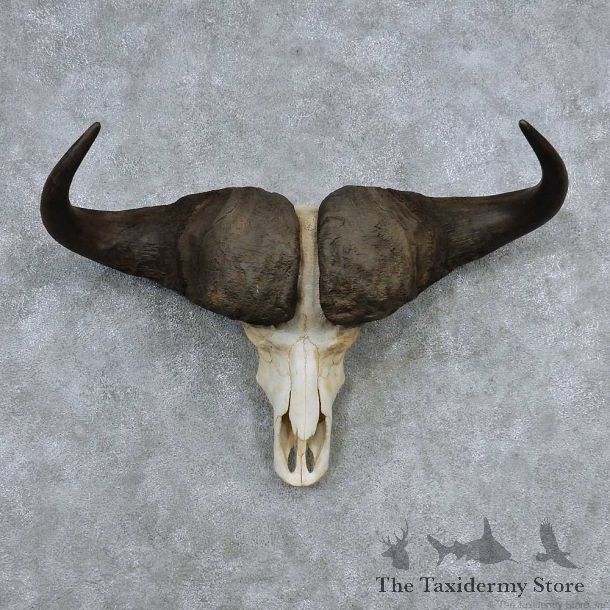 Cape Buffalo Skull Horns Mount For Sale #13910 For Sale @ The Taxidermy Store