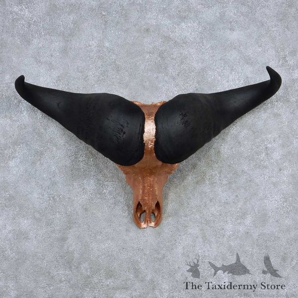 Cape Buffalo Skull Horns Mount For Sale #13911 For Sale @ The Taxidermy Store