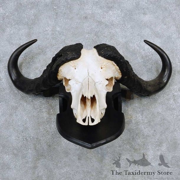 Cape Buffalo Skull Horns Mount For Sale #13931 For Sale @ The Taxidermy Store
