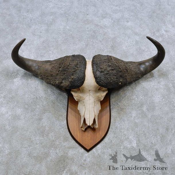 Cape Buffalo Skull European Mount For Sale #14504 @ The Taxidermy Store