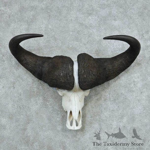 African Cape Buffalo Skull & Horn European Mount #13751 For Sale @ The Taxidermy Store