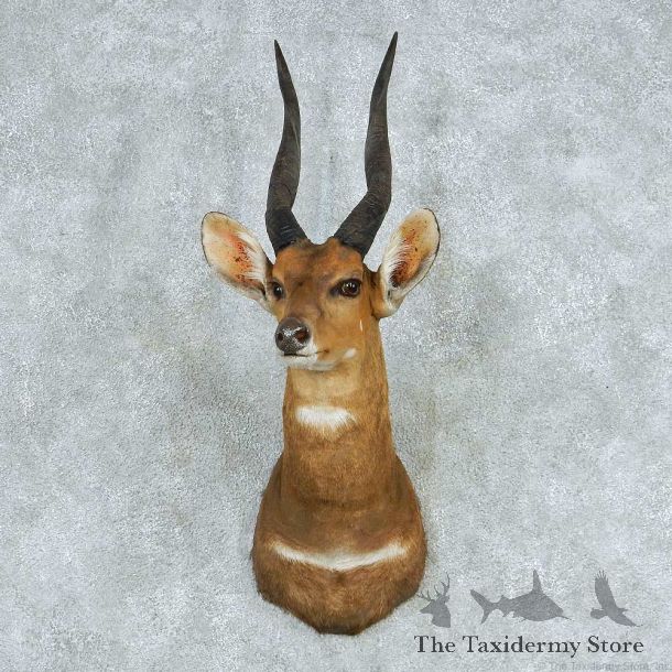 African Cape Bushbuck Shoulder Mount #13712 For Sale @ The Taxidermy Store