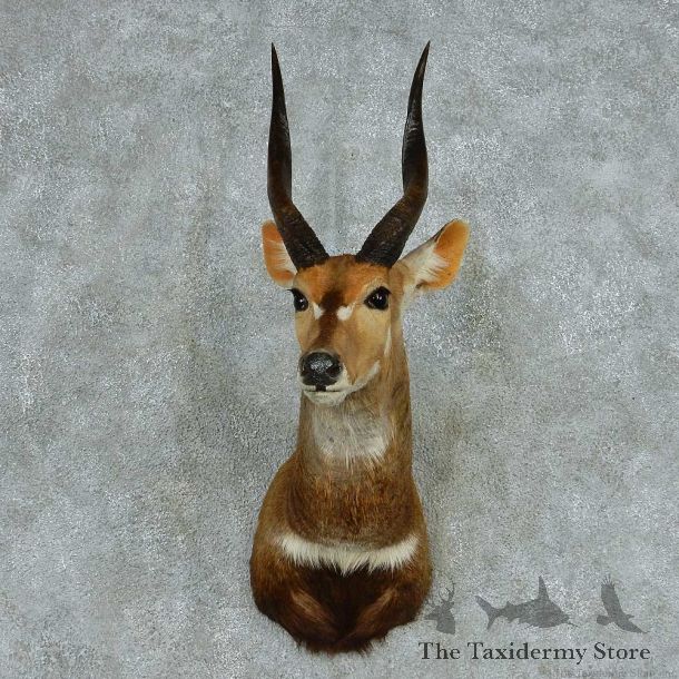 African Cape Bushbuck Shoulder Mount #13716 For Sale @ The Taxidermy Store