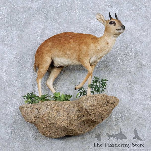 Grysbok Antelope Life Size Taxidermy Mount For Sale #13917 For Sale @ The Taxidermy Store