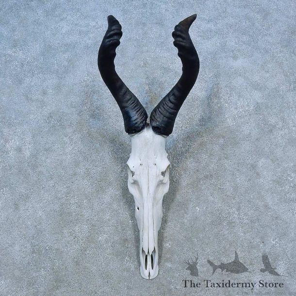 Hartebeest Skull & Horn European Mount For Sale #15527 @ The Taxidermy Store