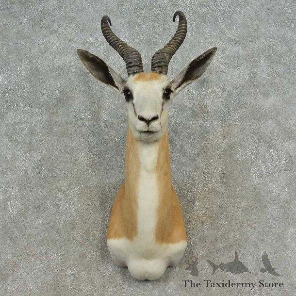 Cape Springbok Shoulder Mount For Sale #16644 @ The Taxidermy Store
