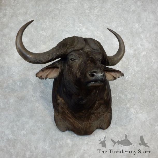 Cape Buffalo Shoulder Mount For Sale #18222 @ The Taxidermy Store