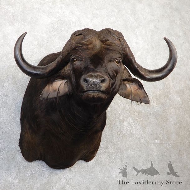 Cape Buffalo Shoulder Mount For Sale #20036 @ The Taxidermy Store