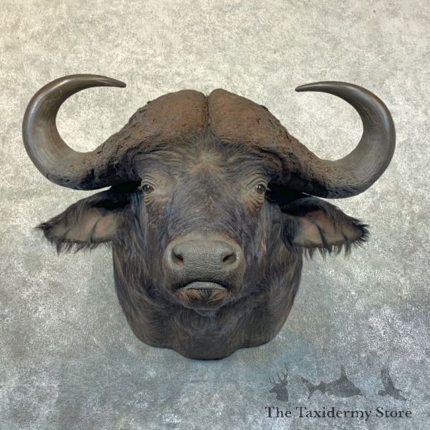 Cape Buffalo Shoulder Mount For Sale #23658 @ The Taxidermy Store