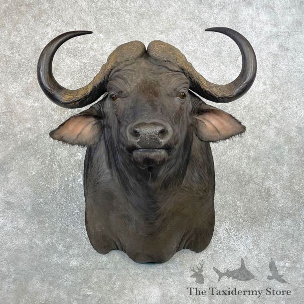 Cape Buffalo Shoulder Mount For Sale #25061 @ The Taxidermy Store