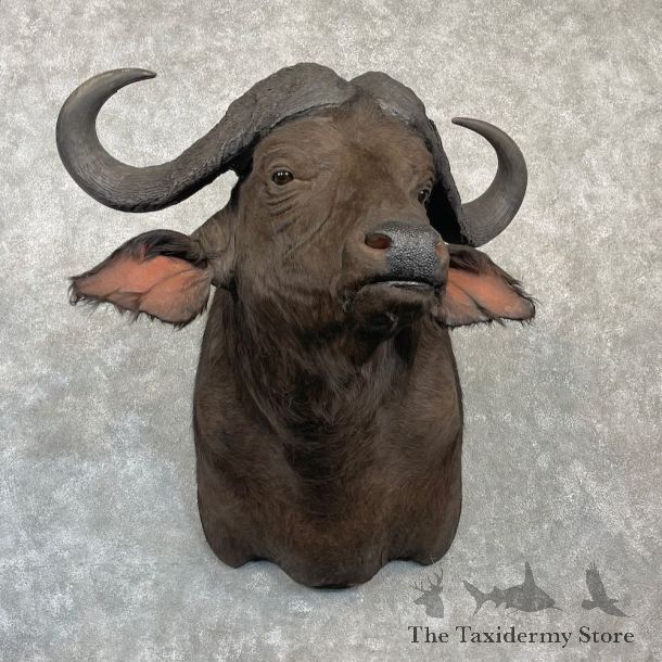 Cape Buffalo Shoulder Mount For Sale #27137 @ The Taxidermy Store