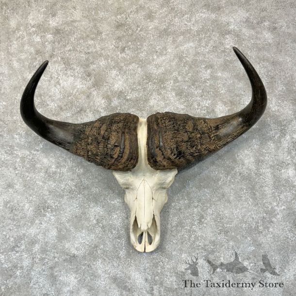 Cape Buffalo Skull Horns Mount For Sale #24233 For Sale @ The Taxidermy Store