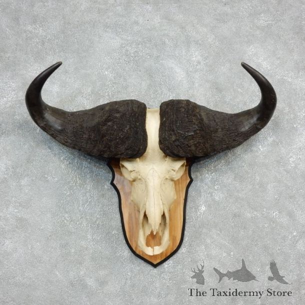 Cape Buffalo Skull Horns Mount For Sale #17932 For Sale @ The Taxidermy Store