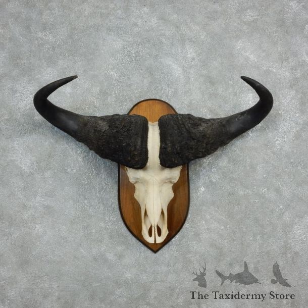 Cape Buffalo Skull Horns Mount For Sale #17933 For Sale @ The Taxidermy Store
