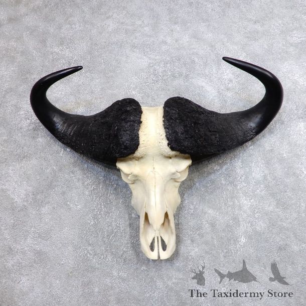 Cape Buffalo Skull Horns Mount For Sale #18702 For Sale @ The Taxidermy Store