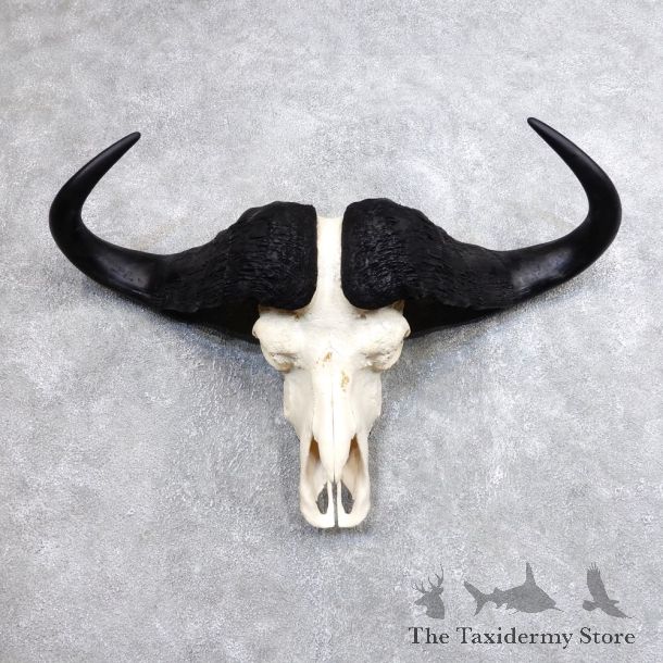 Cape Buffalo Skull Horns Mount For Sale #18703 For Sale @ The Taxidermy Store