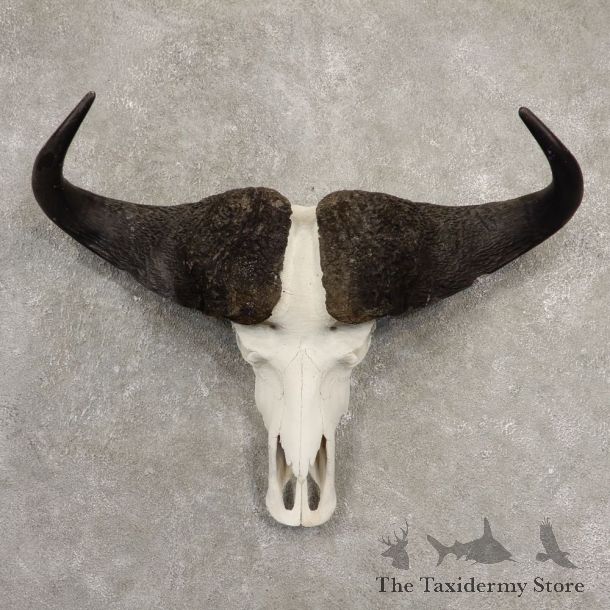 Cape Buffalo Skull Horns Mount For Sale #20538 For Sale @ The Taxidermy Store