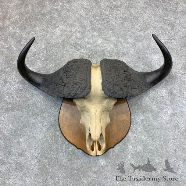 Cape Buffalo Skull Horns Mount For Sale #23376 For Sale @ The Taxidermy Store
