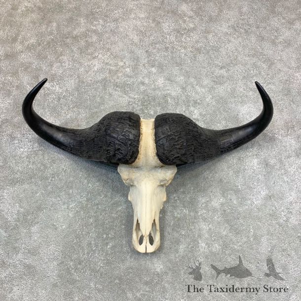 Cape Buffalo Skull Horns Mount For Sale #23377 For Sale @ The Taxidermy Store