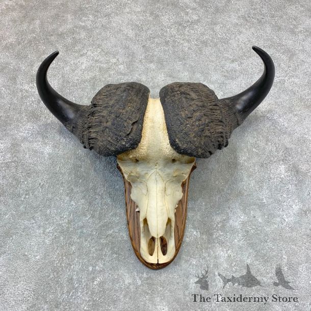 Cape Buffalo Skull Horns Mount For Sale #23378 For Sale @ The Taxidermy Store