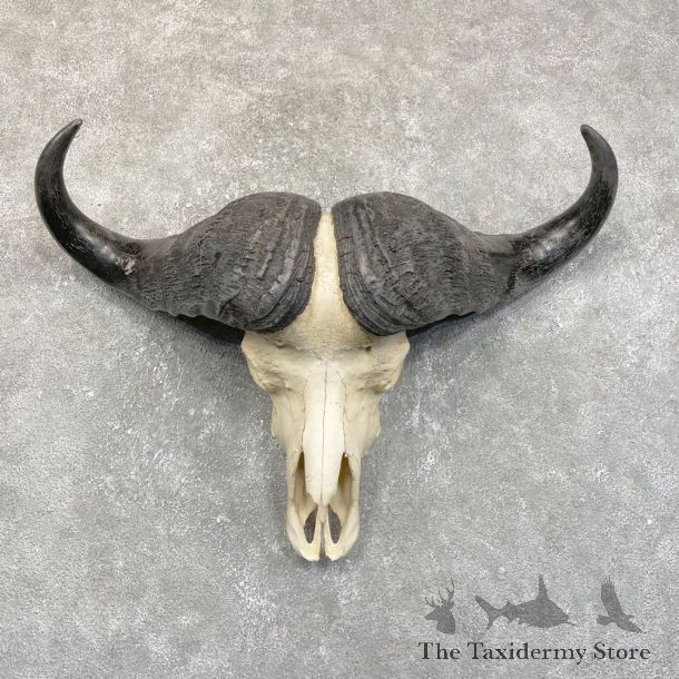 Cape Buffalo Skull Horns Mount For Sale #24231 For Sale @ The Taxidermy Store