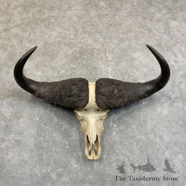 Cape Buffalo Skull Horns Mount For Sale #24234 For Sale @ The Taxidermy Store