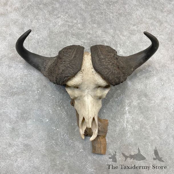 Cape Buffalo Skull Horns Mount For Sale #24415 For Sale @ The Taxidermy Store