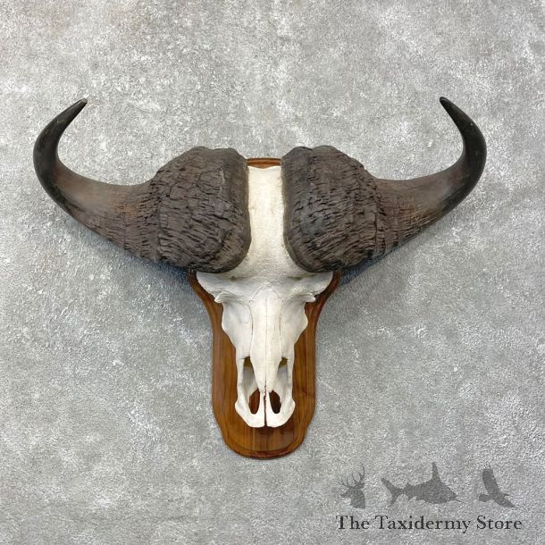 Cape Buffalo Skull Horns Mount For Sale #24792 For Sale @ The Taxidermy Store