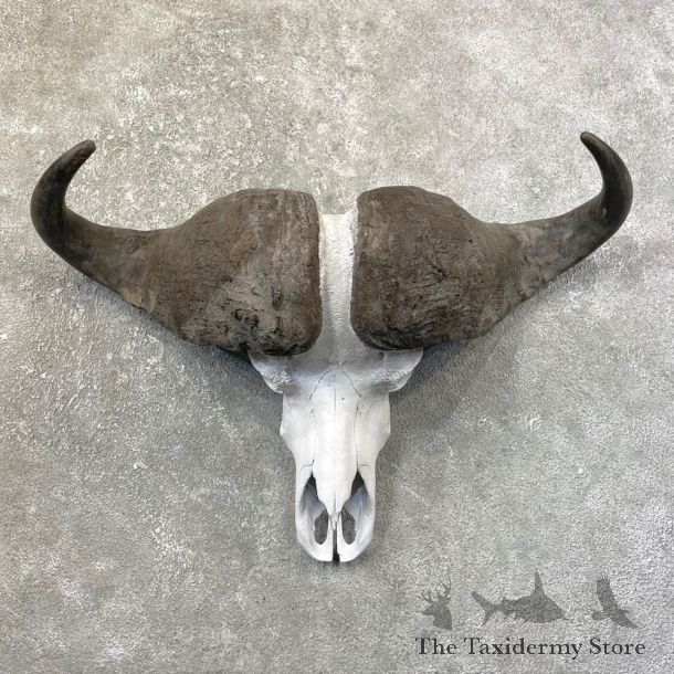 Cape Buffalo Skull Horns Mount For Sale #25169 For Sale @ The Taxidermy Store