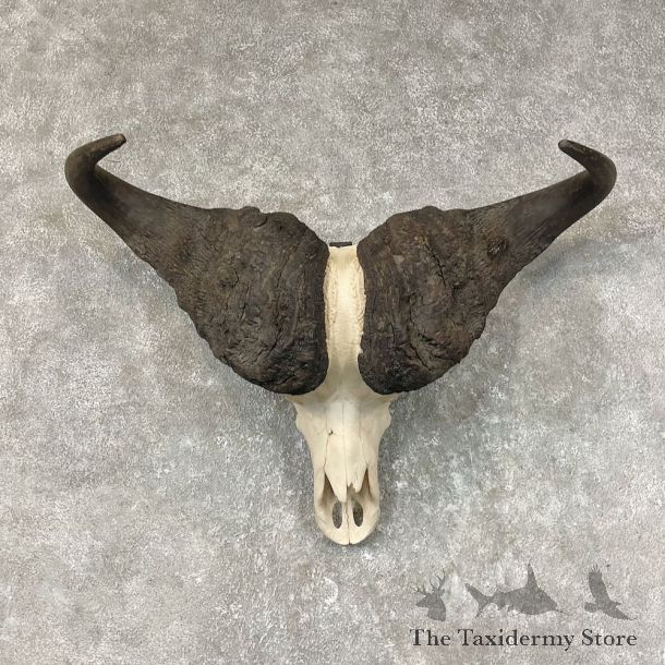 Cape Buffalo Skull Horns Mount For Sale #25372 For Sale @ The Taxidermy Store