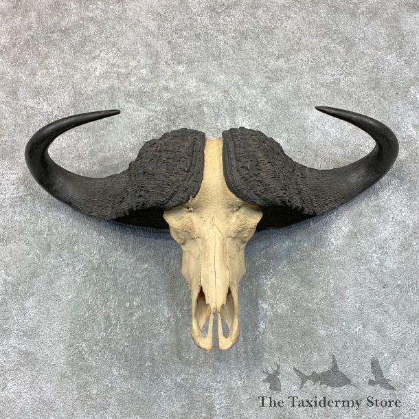 Cape Buffalo Skull Taxidermy Mount For Sale #22687 For Sale @ The Taxidermy Store