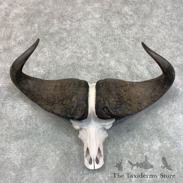 Cape Buffalo Skull Taxidermy Mount For Sale #22783 For Sale @ The Taxidermy Store
