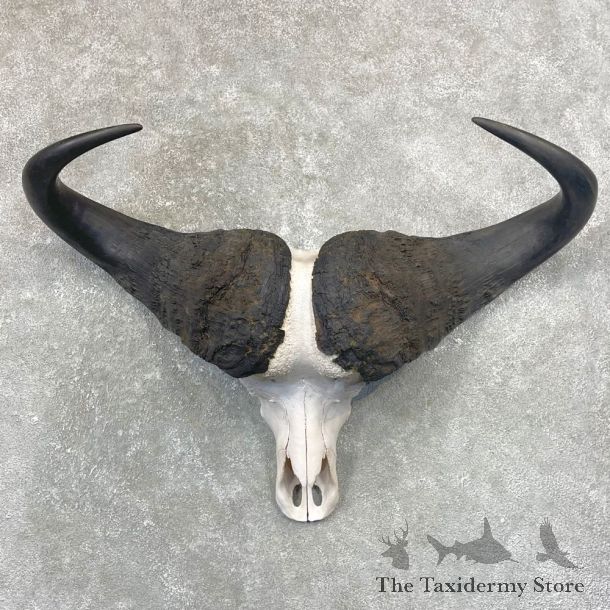Cape Buffalo Skull Taxidermy Mount For Sale #24914 For Sale @ The Taxidermy Store