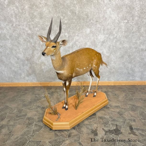 Cape Bushbuck Life-Size Mount For Sale #27651 @ The Taxidermy Store