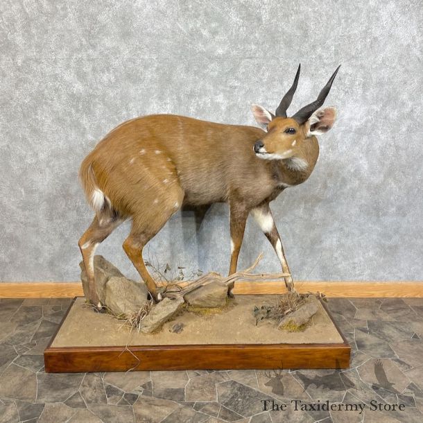Cape Bushbuck Life-Size Taxidermy Mount #25299 For Sale @ The Taxidermy Store