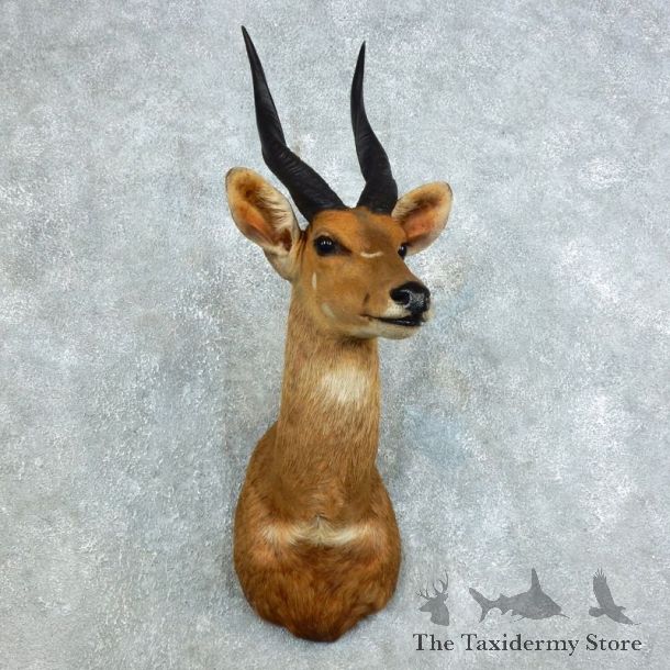 Cape Bushbuck Shoulder Mount For Sale #18456 @ The Taxidermy Store
