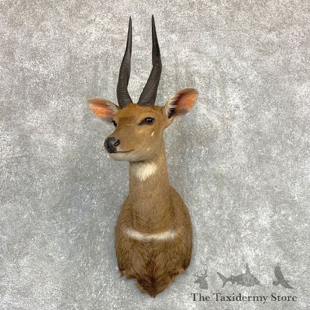 Cape Bushbuck Shoulder Mount For Sale #22089 @ The Taxidermy Store