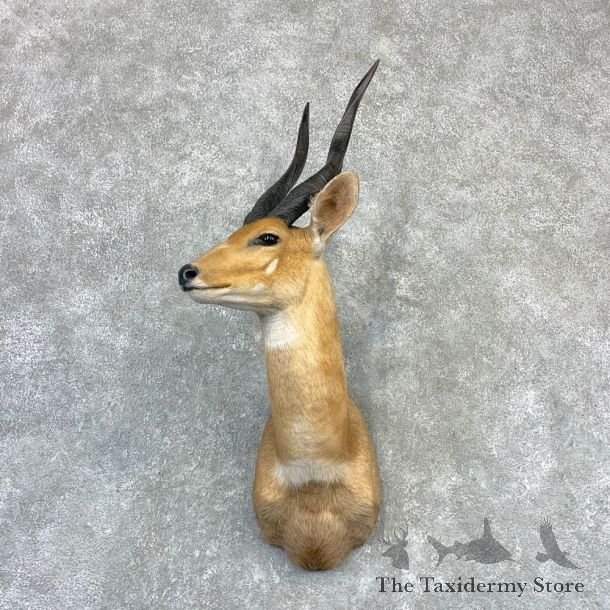 Cape Bushbuck Shoulder Mount For Sale #23207 @ The Taxidermy Store