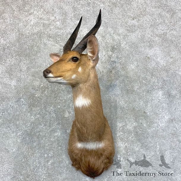 Cape Bushbuck Shoulder Mount For Sale #23559 @ The Taxidermy Store