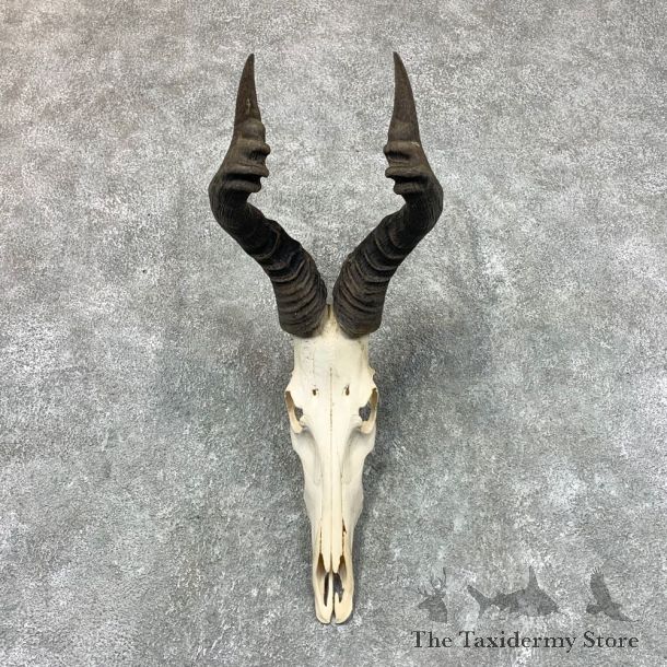 Cape Hartebeest Taxidermy Skull & Horn European Mount #22652 For Sale @ The Taxidermy Store