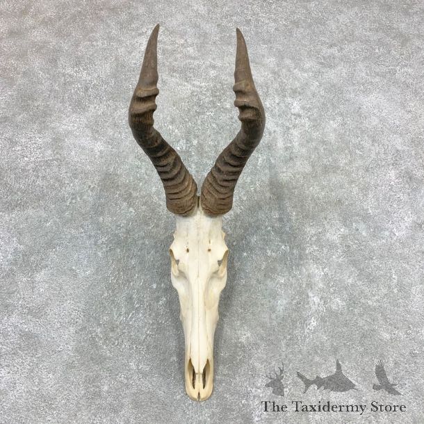 Cape Hartebeest Taxidermy Skull & Horn European Mount #23358 For Sale @ The Taxidermy Store